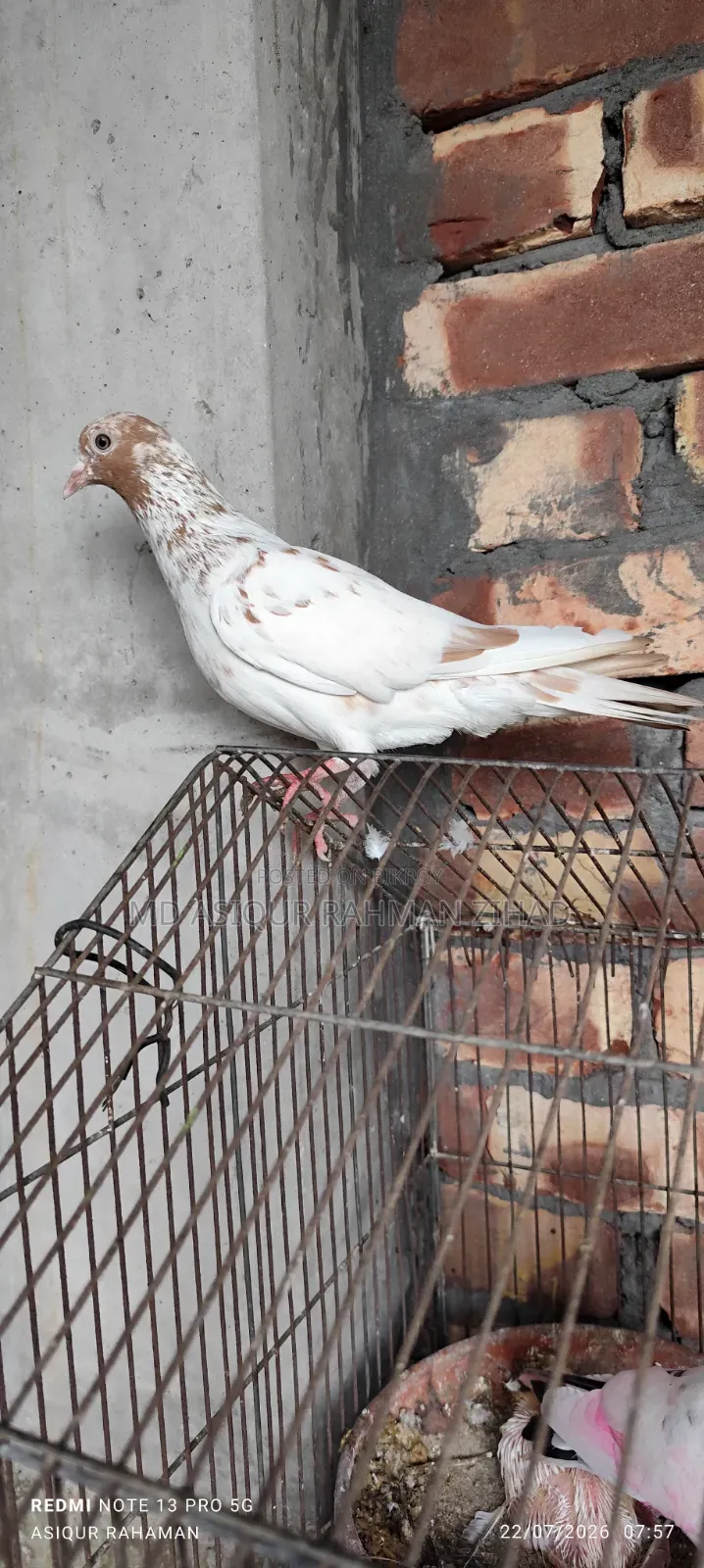 Running Male Pigeon