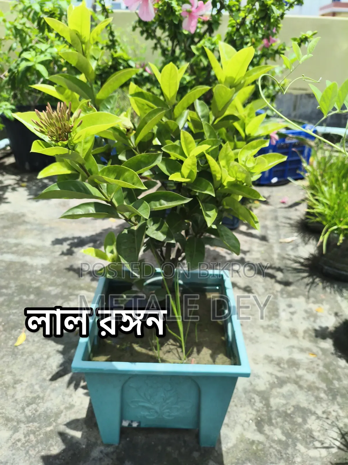 Plants for Sale