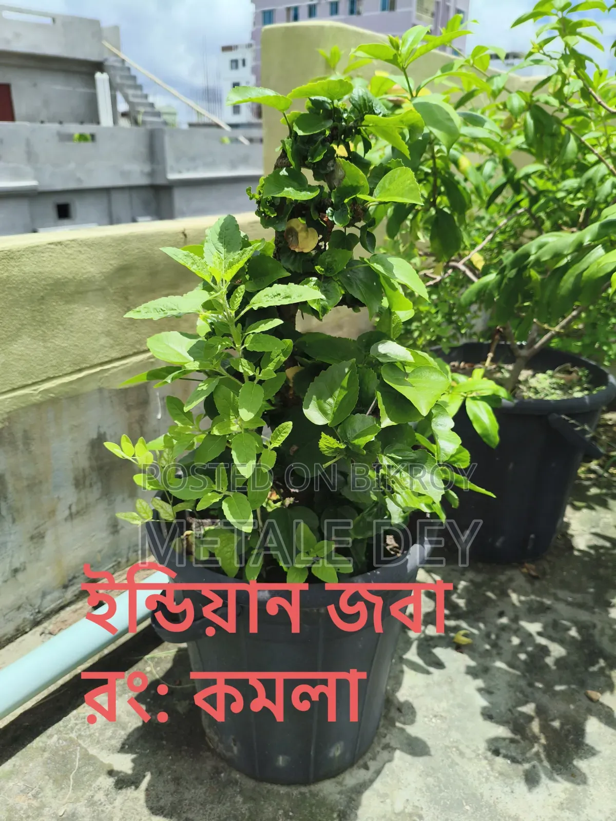 Plants for Sale