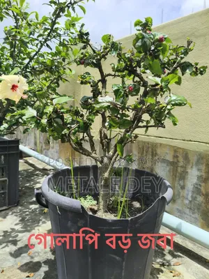 Plants for Sale