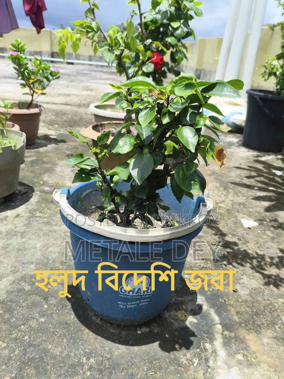 Plants for Sale
