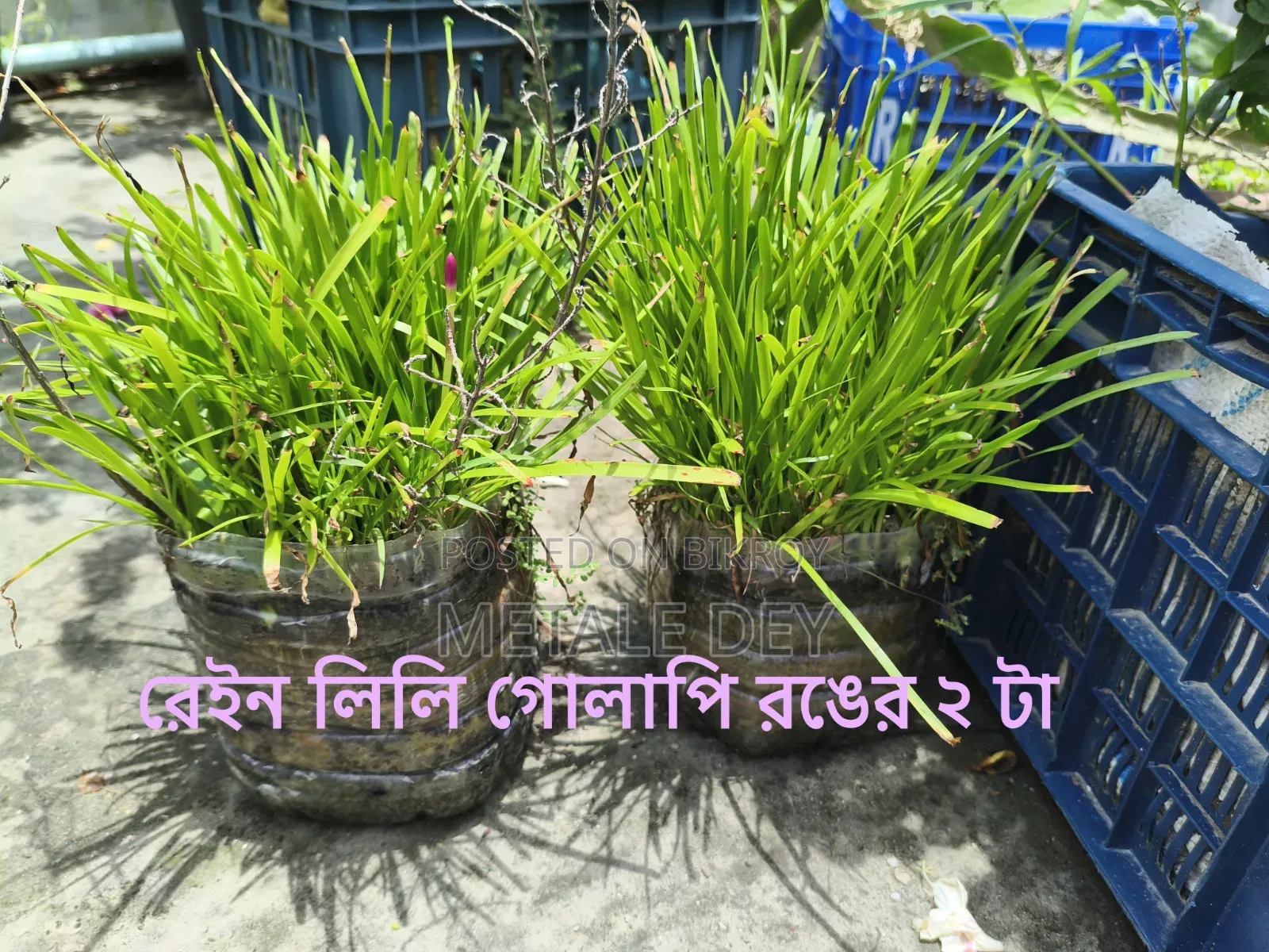 Plants for Sale