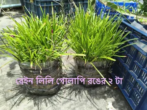 Plants for Sale
