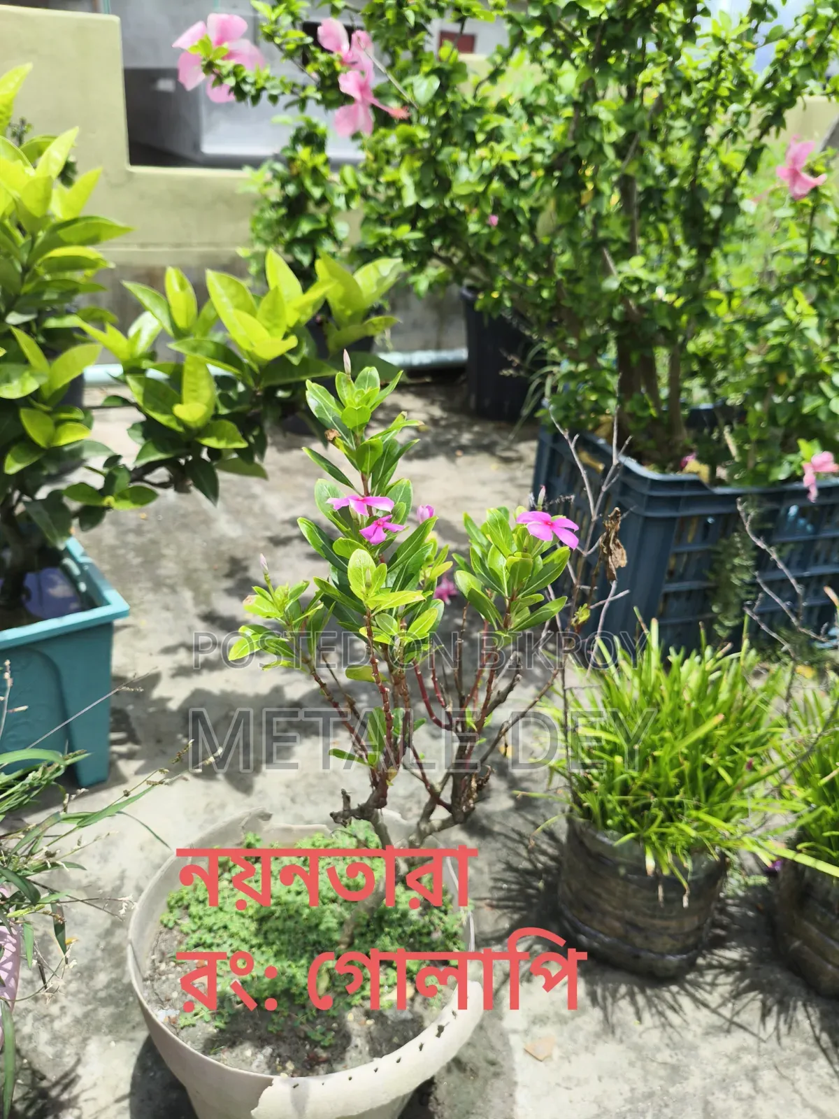 Plants for Sale