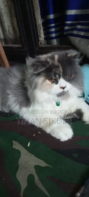 6-12 Months Female Purebred Persian