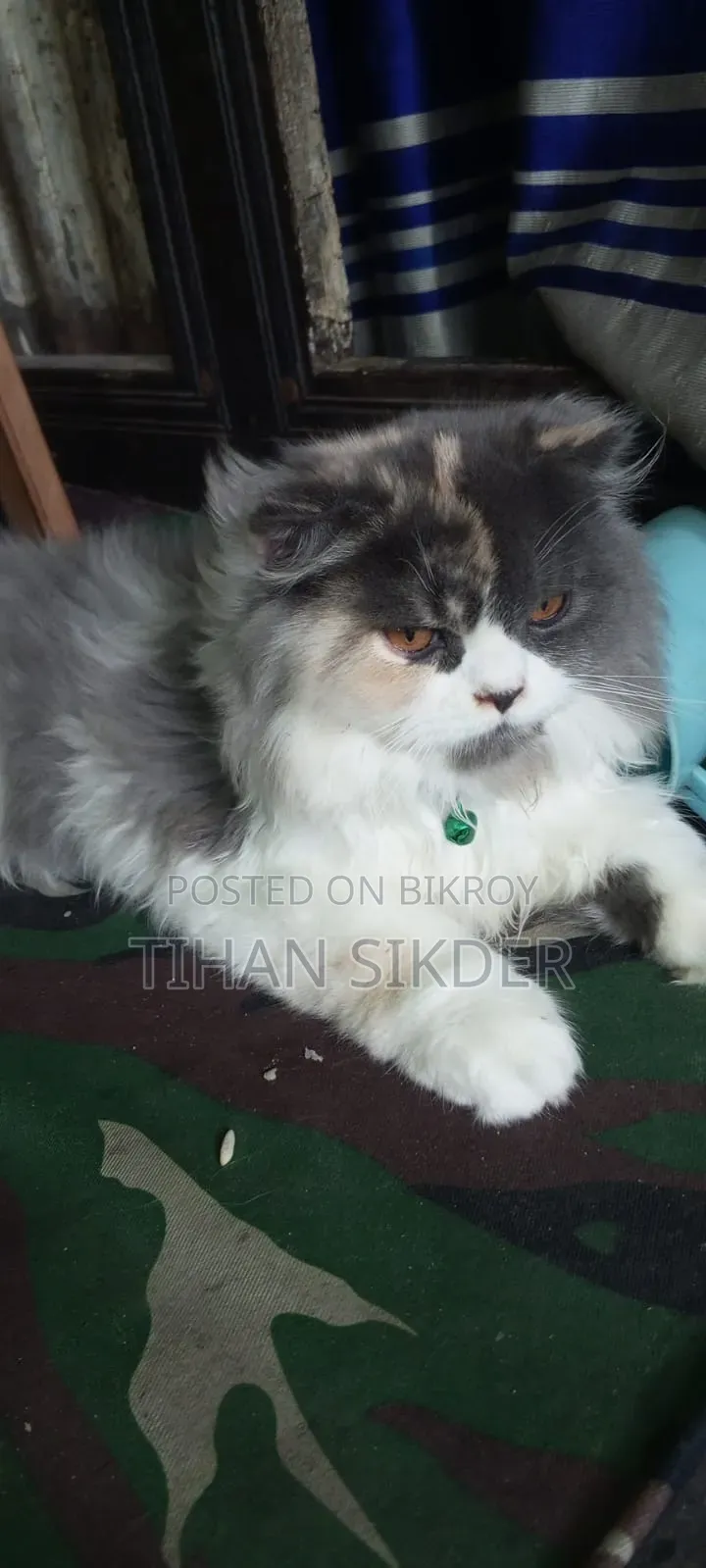 6-12 Months Female Purebred Persian