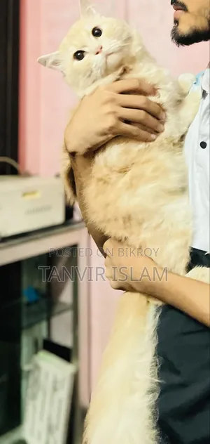 ১+ বছরের মেল পিওরব্রেড পার্সিয়ান