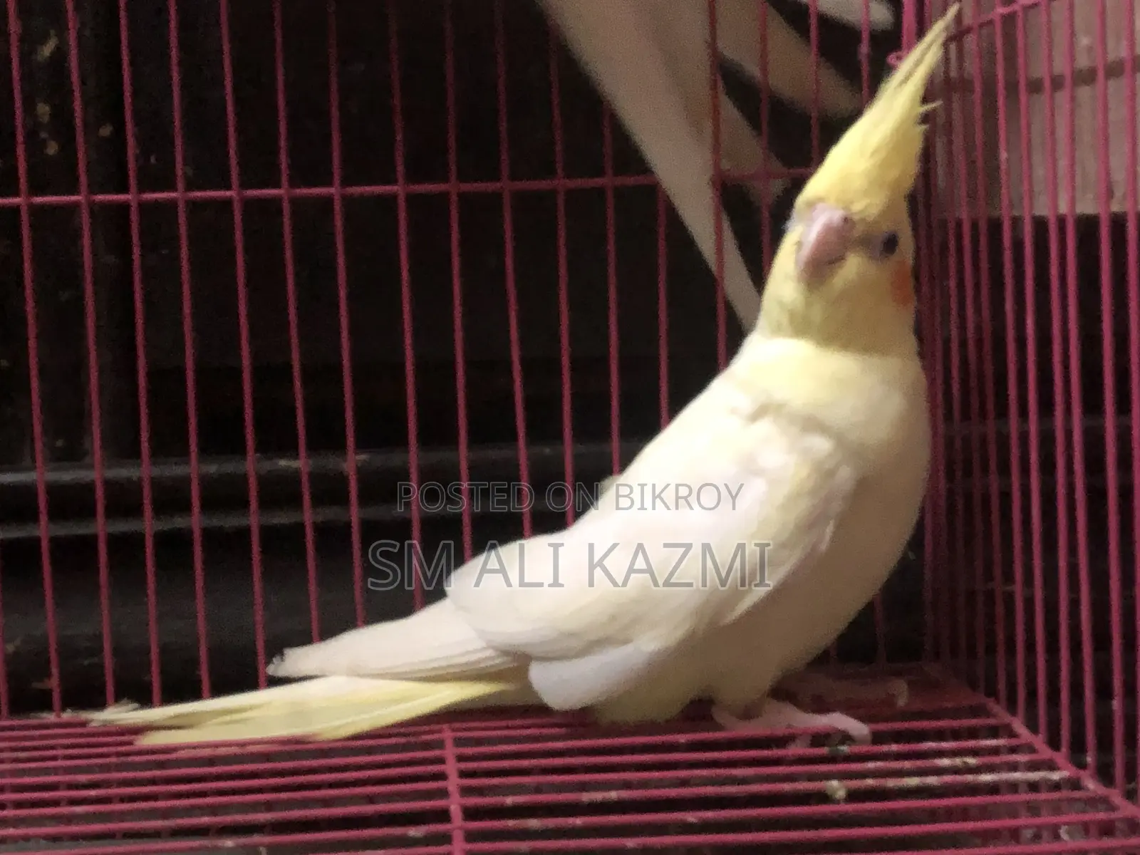 Cockatiel Full Setup for Sale with Cage and Breeding Box