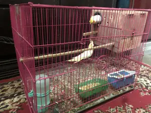 Cockatiel Full Setup for Sale with Cage and Breeding Box