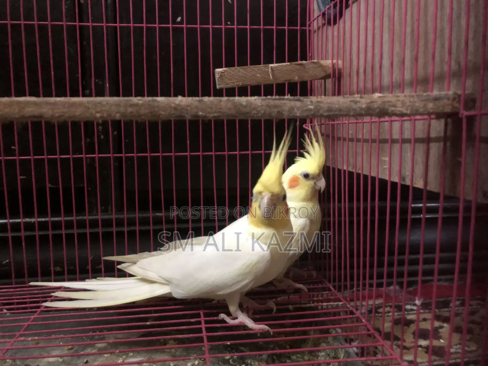 Cockatiel Full Setup for Sale with Cage and Breeding Box