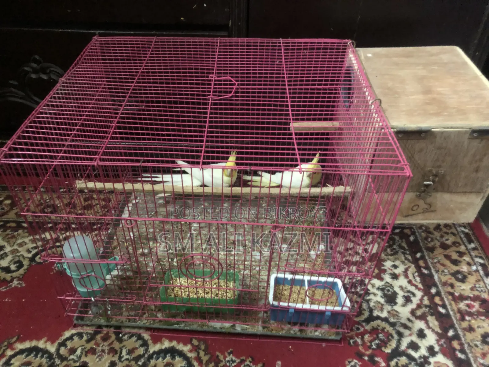 Cockatiel Full Setup for Sale with Cage and Breeding Box