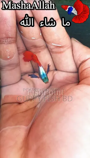 RTP Guppy Sale