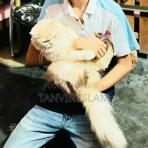 1+ Year Male Purebred Persian
