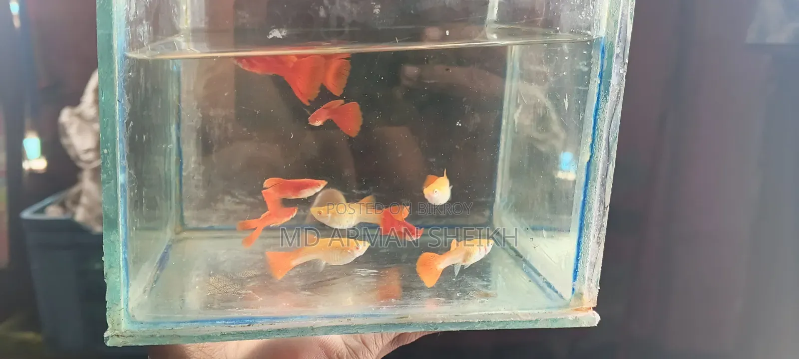 Aquarium Fish