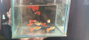 Aquarium Fish