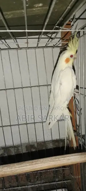 ককাটেল পাখি