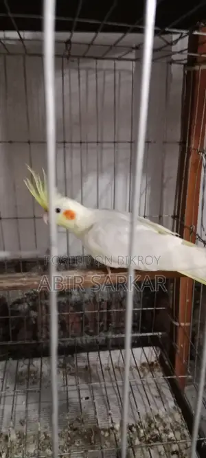 ককাটেল পাখি