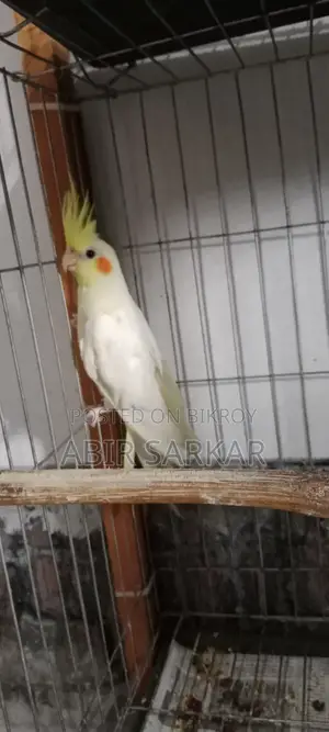 ককাটেল পাখি