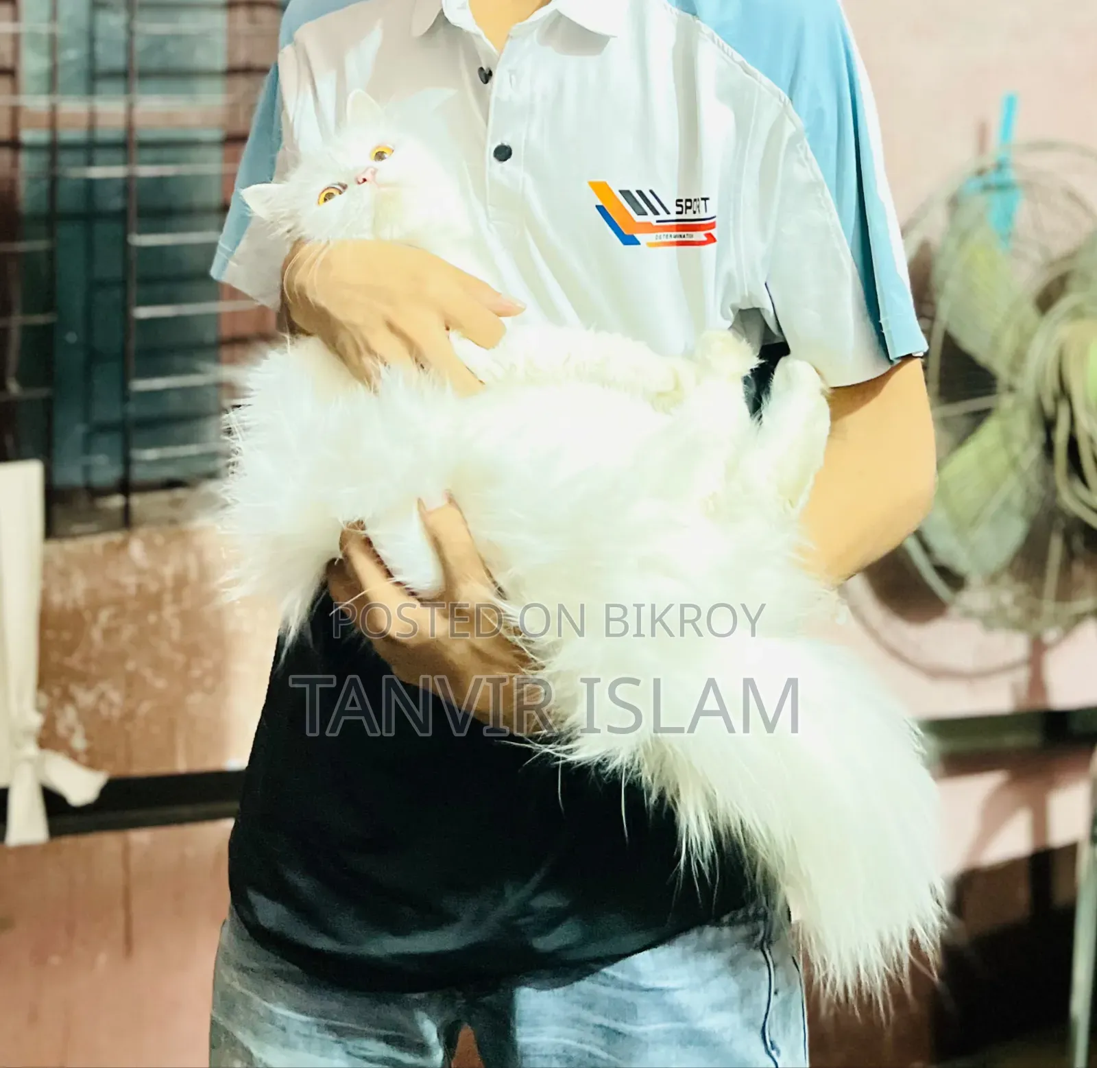 1+ Year Female Purebred Persian Cat