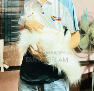 1+ Year Female Purebred Persian Cat