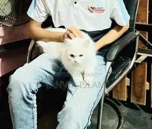 1+ Year Female Purebred Persian Cat