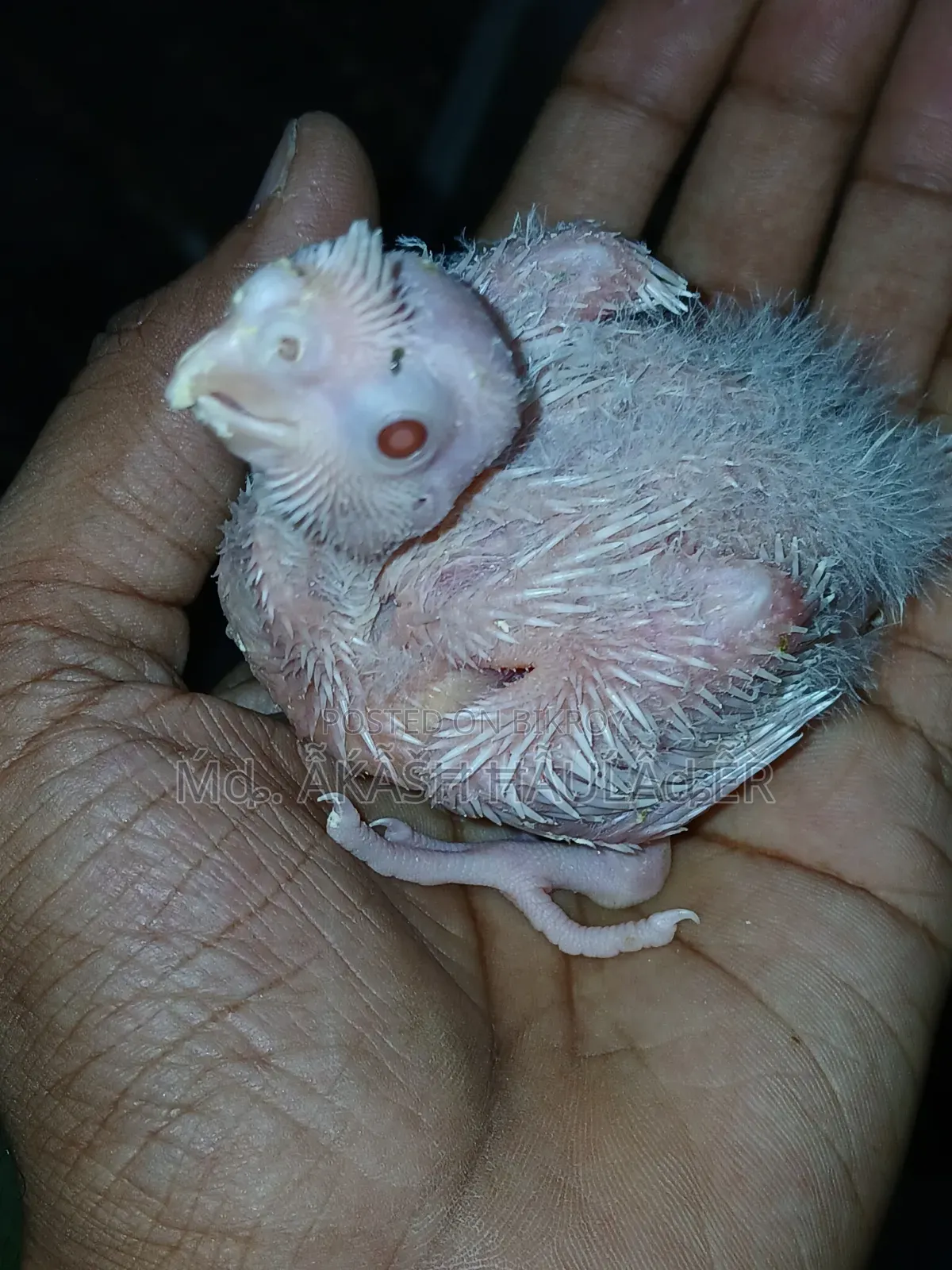 ককাটেল বয়স ‌ দশ‌ দিন