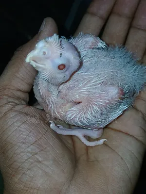 ককাটেল বয়স ‌ দশ‌ দিন