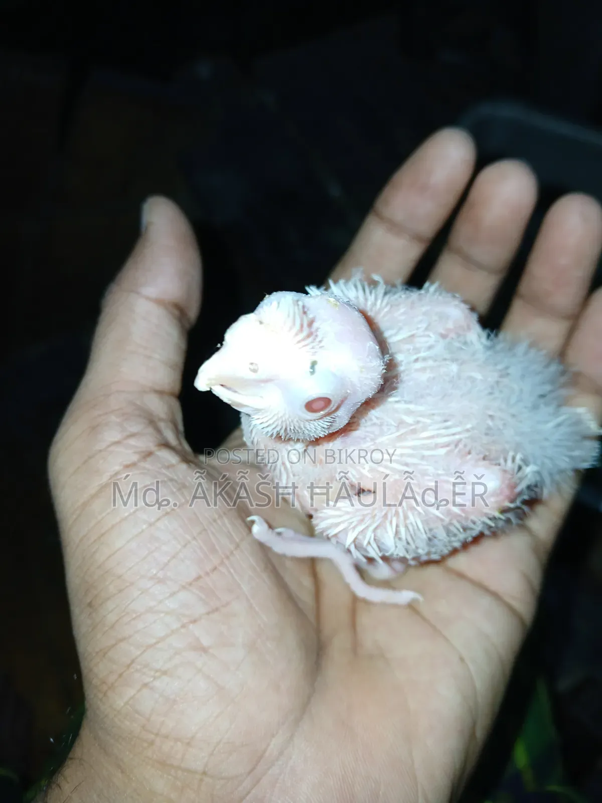 ককাটেল বয়স ‌ দশ‌ দিন
