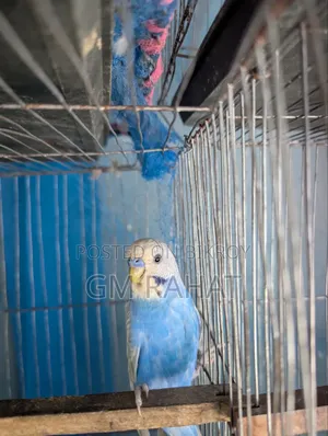 বাড্রিগার পাখি