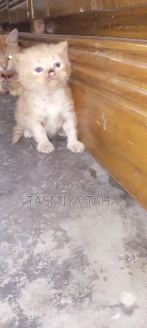 0-1 Month Female Purebred Persian