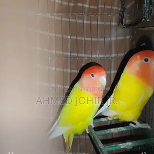 Love Bird Running Pair. Mashallah Bonding Khub Valo.