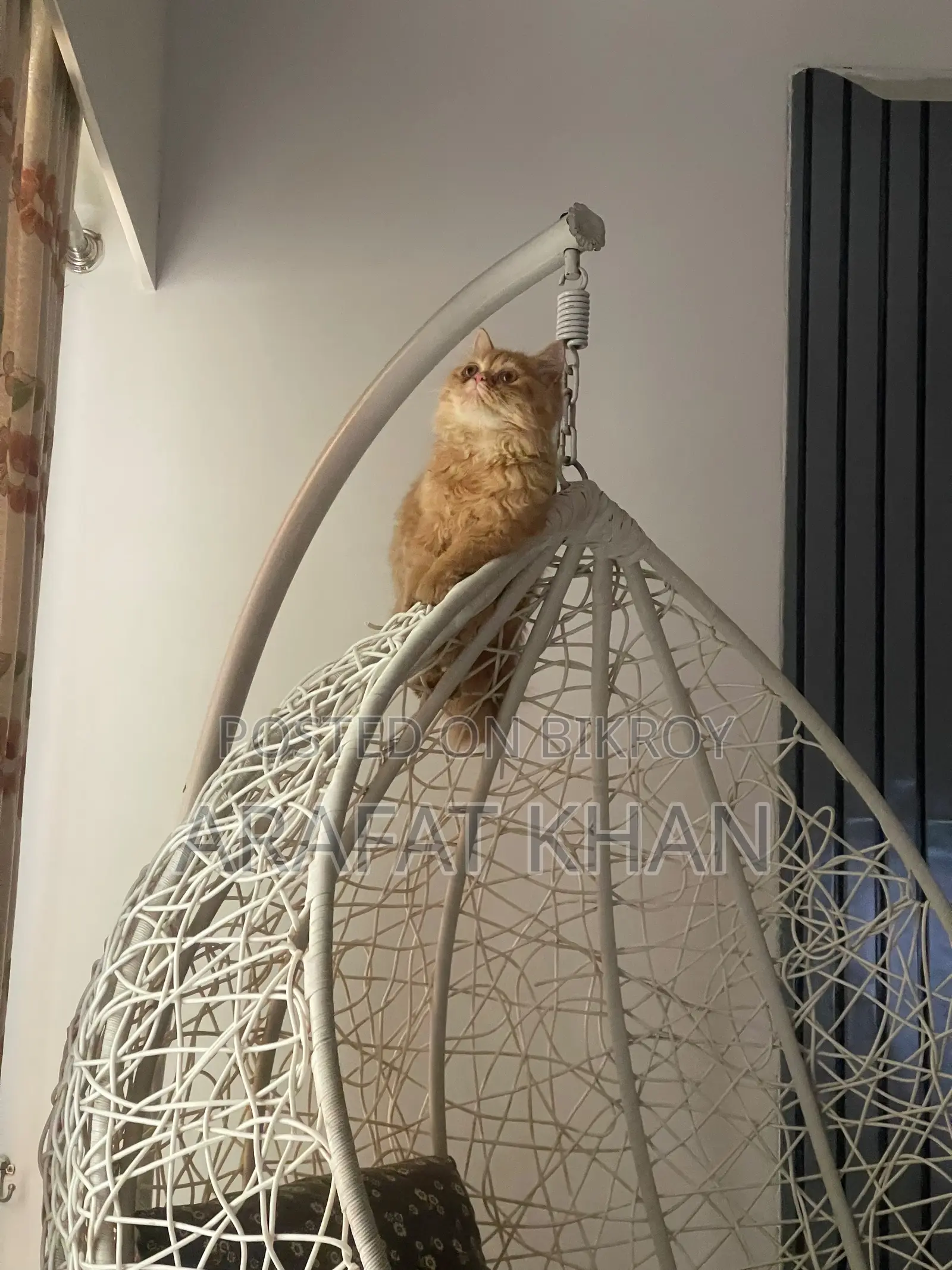 3-6 Months Male Purebred Persian Cat