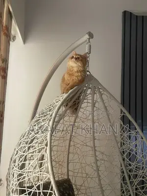 3-6 Months Male Purebred Persian Cat