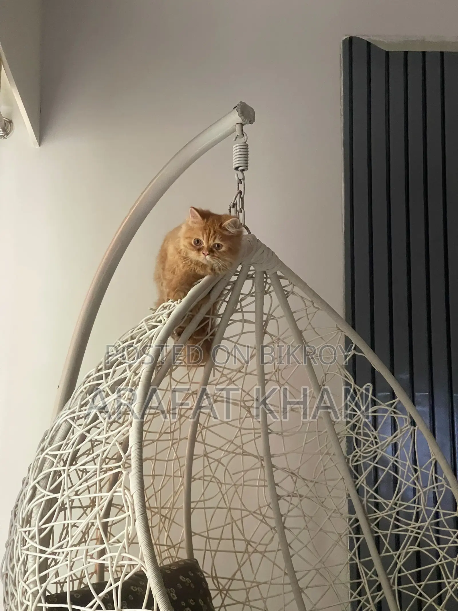 3-6 Months Male Purebred Persian Cat