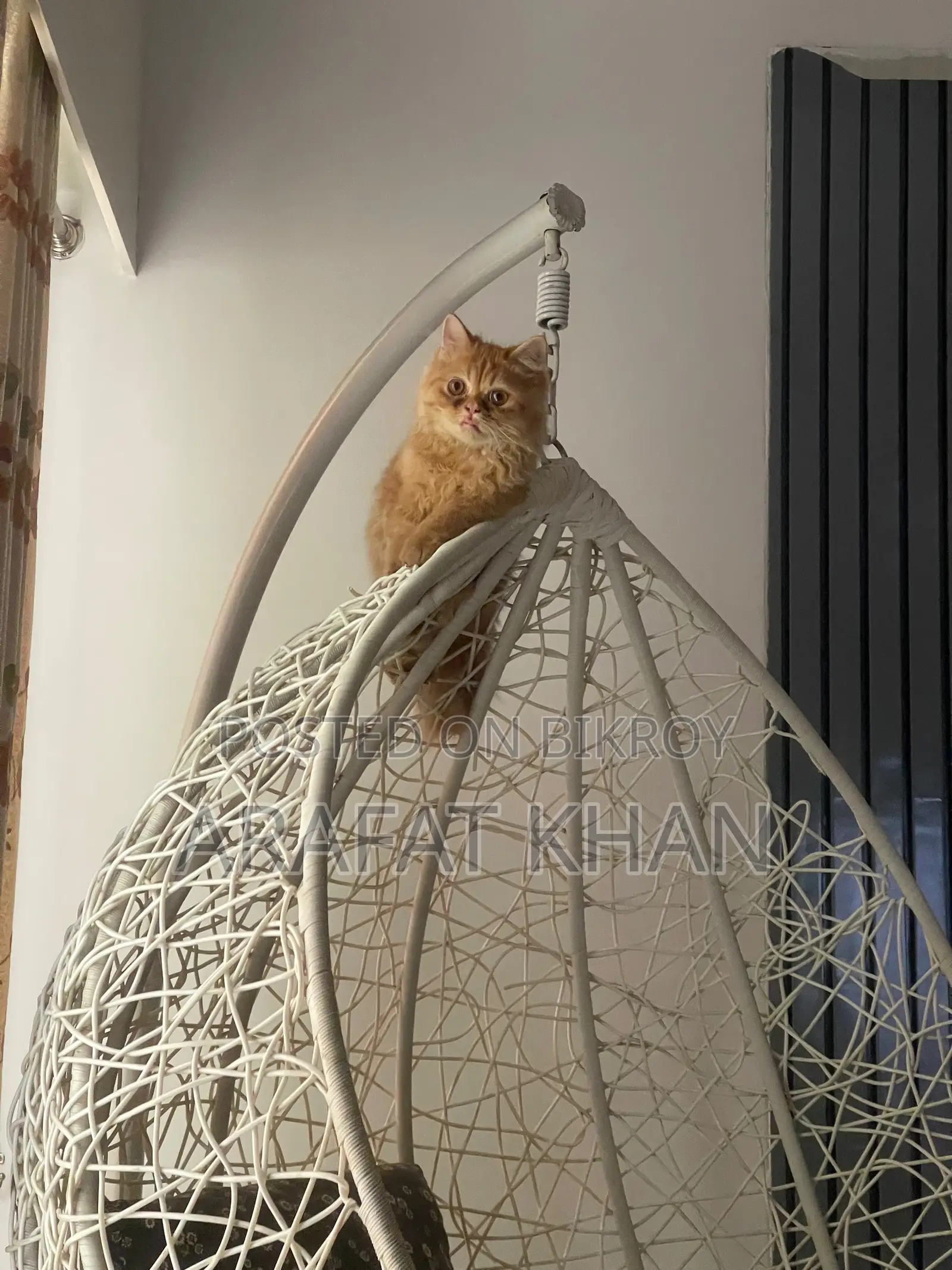 3-6 Months Male Purebred Persian Cat