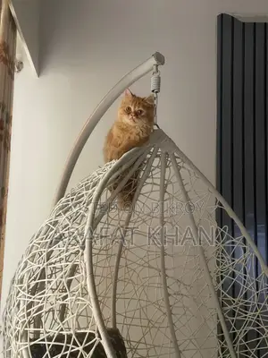 3-6 Months Male Purebred Persian Cat
