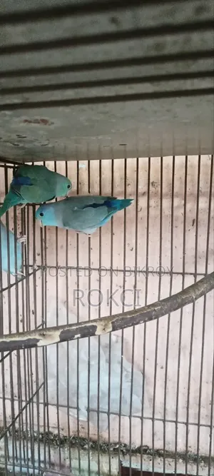 Forpus tQ অ্যাডাল্ট মেল অ্যাডাল্ট পেয়ার