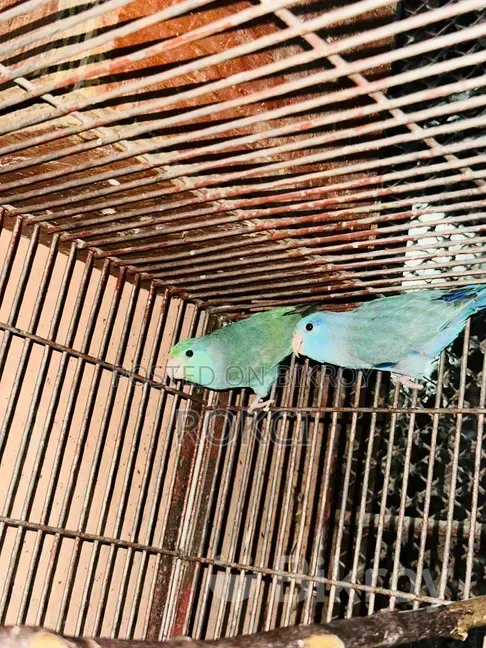 Forpus tQ অ্যাডাল্ট মেল অ্যাডাল্ট পেয়ার