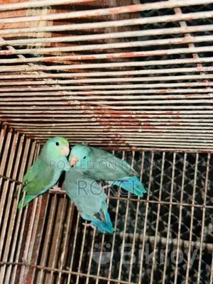 Forpus tQ অ্যাডাল্ট মেল অ্যাডাল্ট পেয়ার
