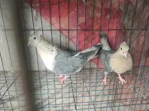 Pigeon Pair Will Be Sold