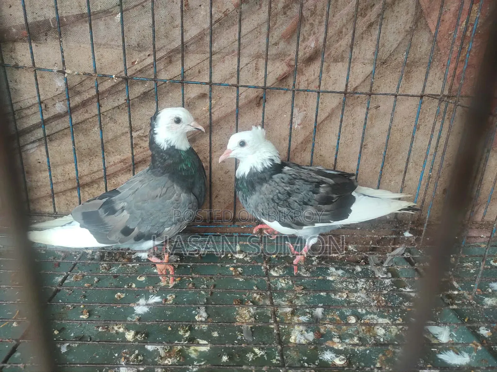 কবুতরের জোড়া বিক্রি করা হবে