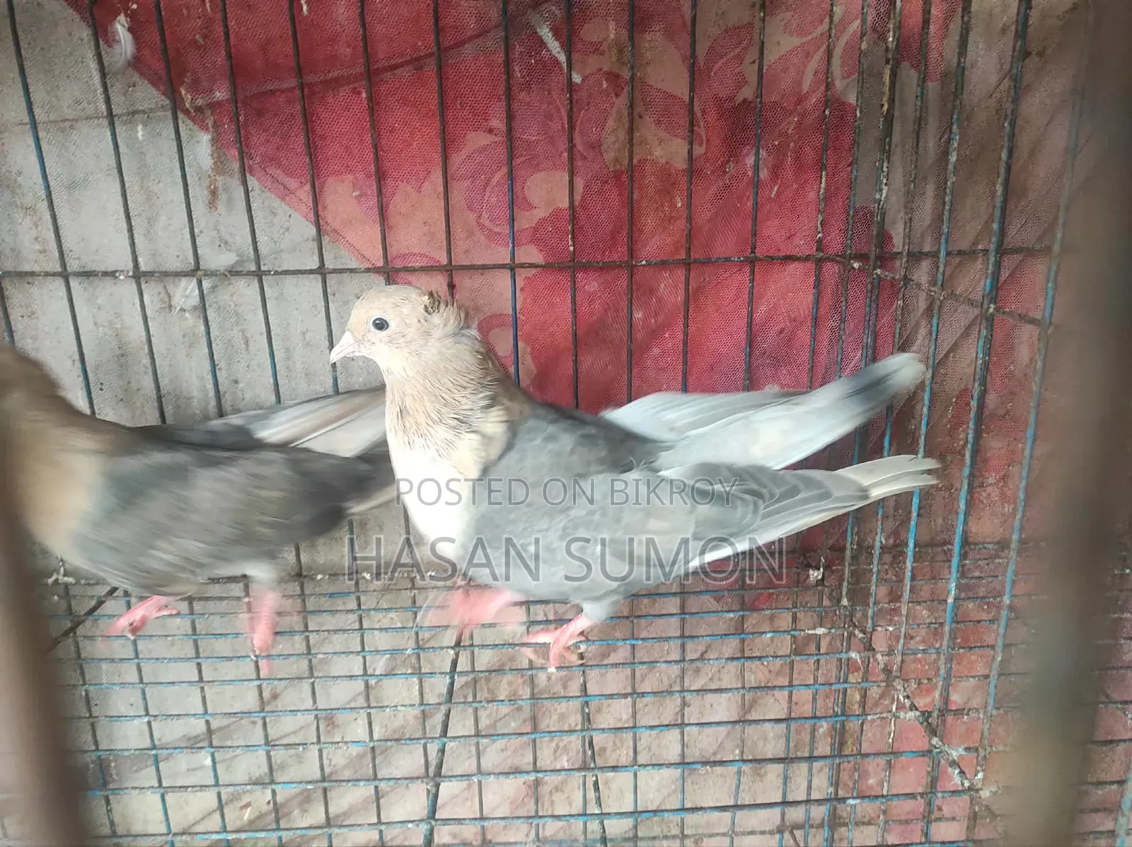 কবুতরের জোড়া বিক্রি করা হবে