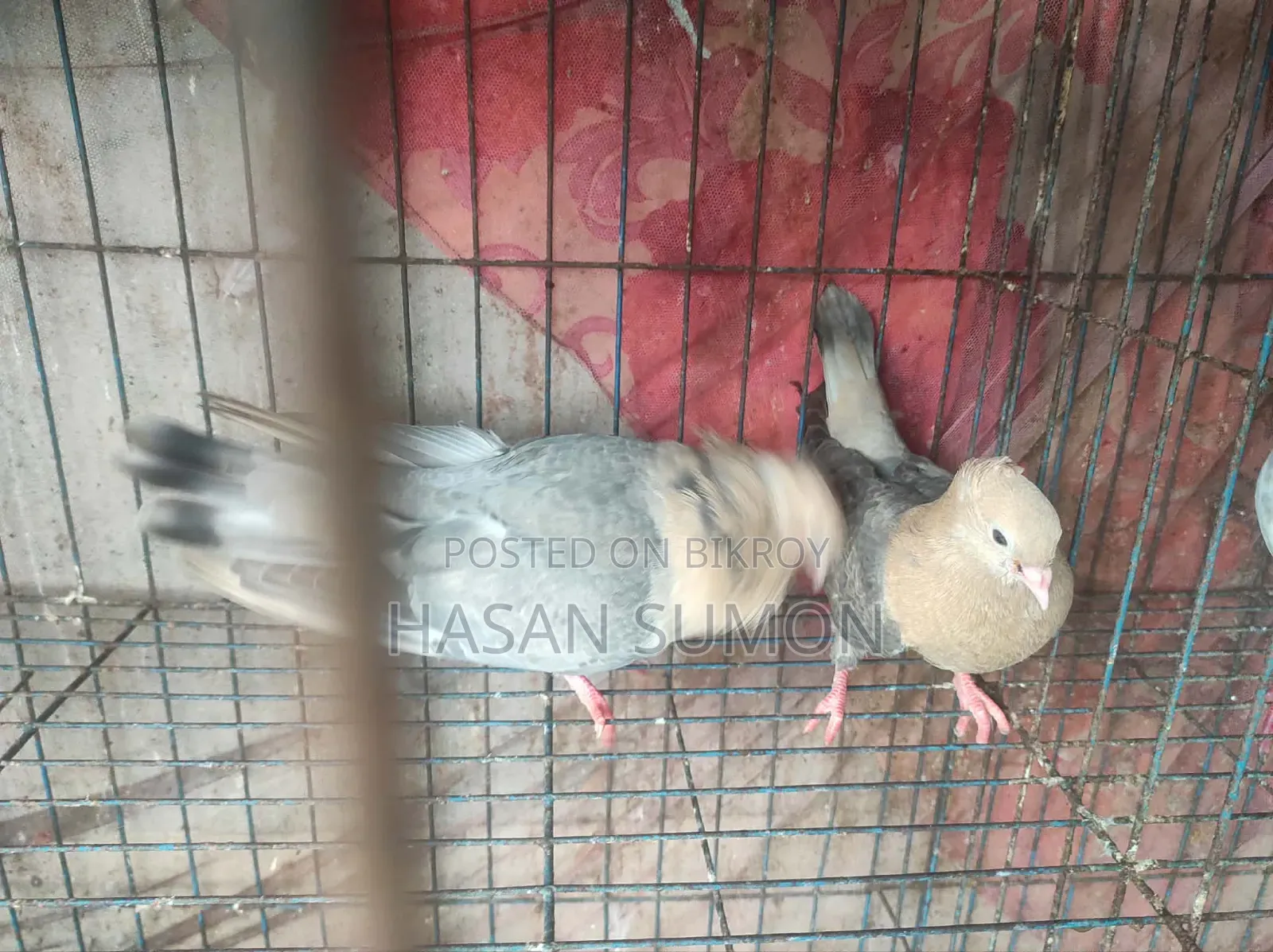কবুতরের জোড়া বিক্রি করা হবে