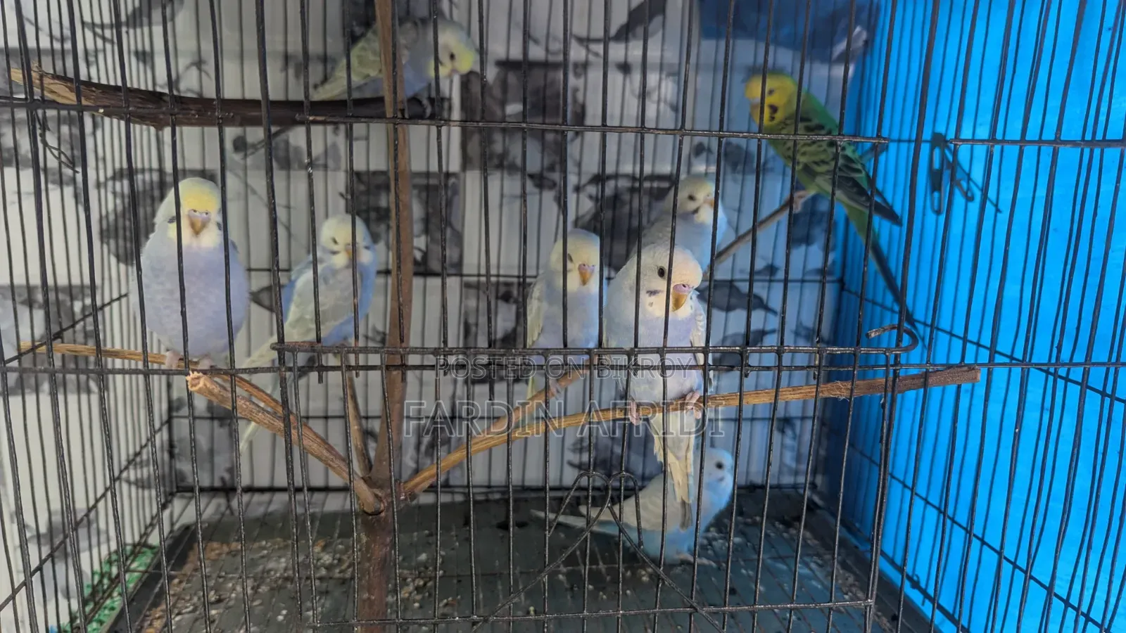 Rainbow Budgerigar Full Active
