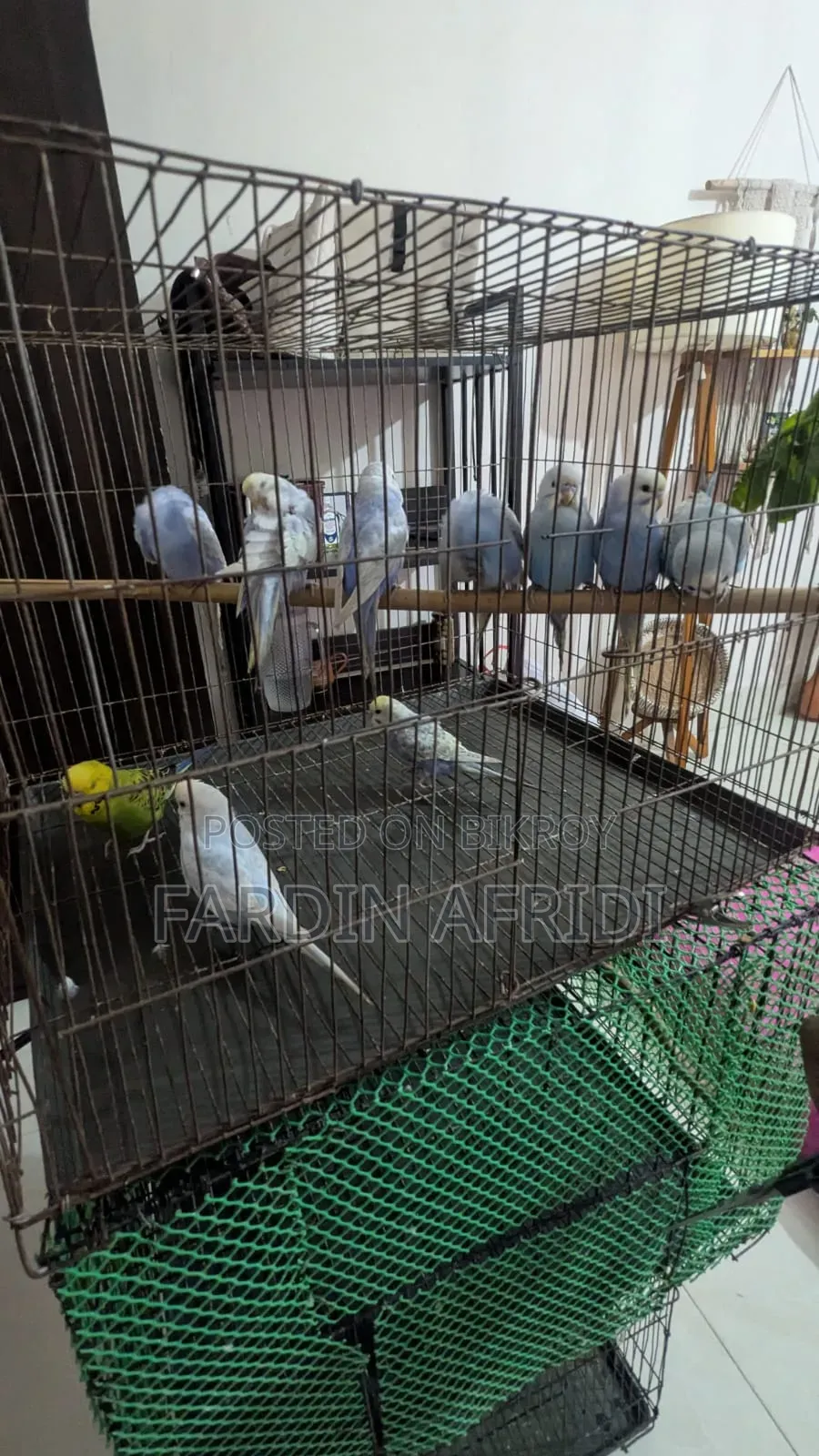 Rainbow Budgerigar Full Active