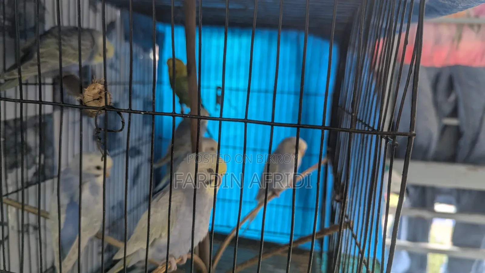 Rainbow Budgerigar Full Active