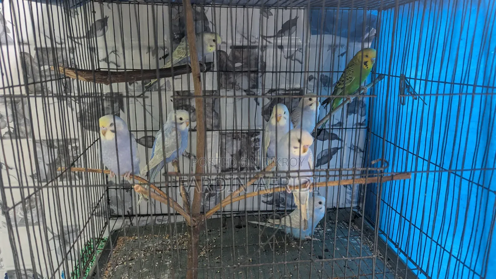 Rainbow Budgerigar Full Active