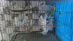 Rainbow Budgerigar Full Active