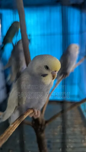 Rainbow Budgerigar Full Active