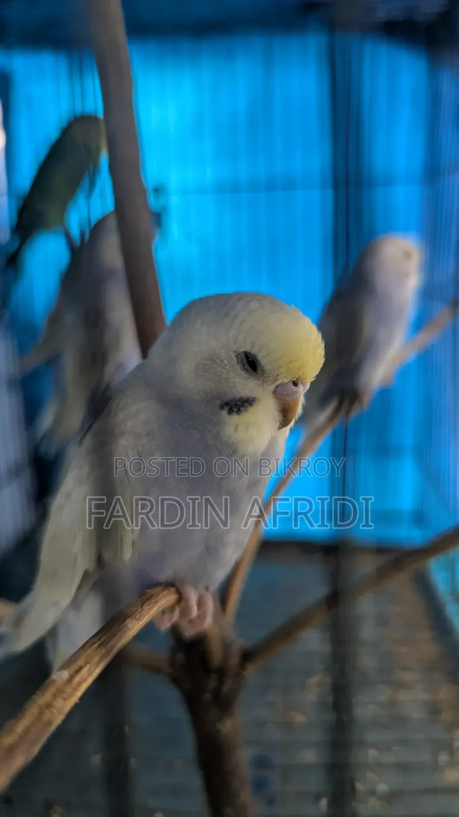 Rainbow Budgerigar Full Active